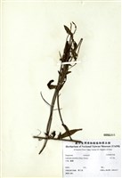 藏品(水丁香)的圖片